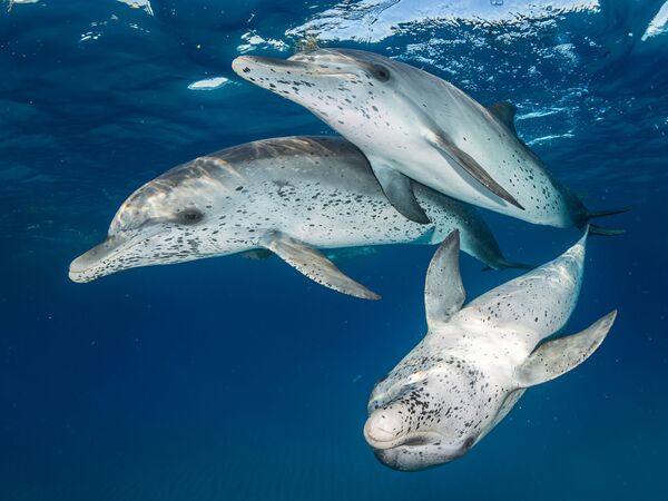 Работа победителя конкурса фотографии 2018 Ocean Art Underwater Photo Contest Работа победителя конкурса фотографии 2018 Ocean Art Underwater Photo Contest