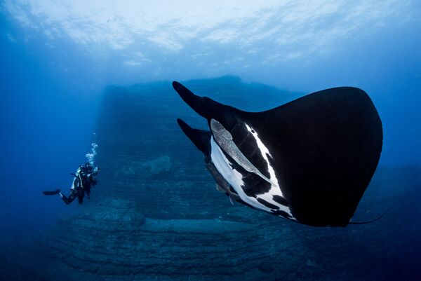 Работа победителя конкурса фотографии 2018 Ocean Art Underwater Photo Contest Работа победителя конкурса фотографии 2018 Ocean Art Underwater Photo Contest