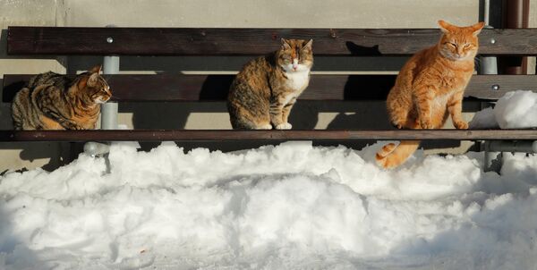 Кошки на скамейке в окрестностях Мензингена, Швейцария Кошки на скамейке в окрестностях Мензингена, Швейцария