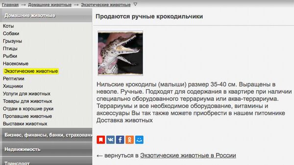 Объявление о продаже крокодилов Объявление о продаже крокодилов