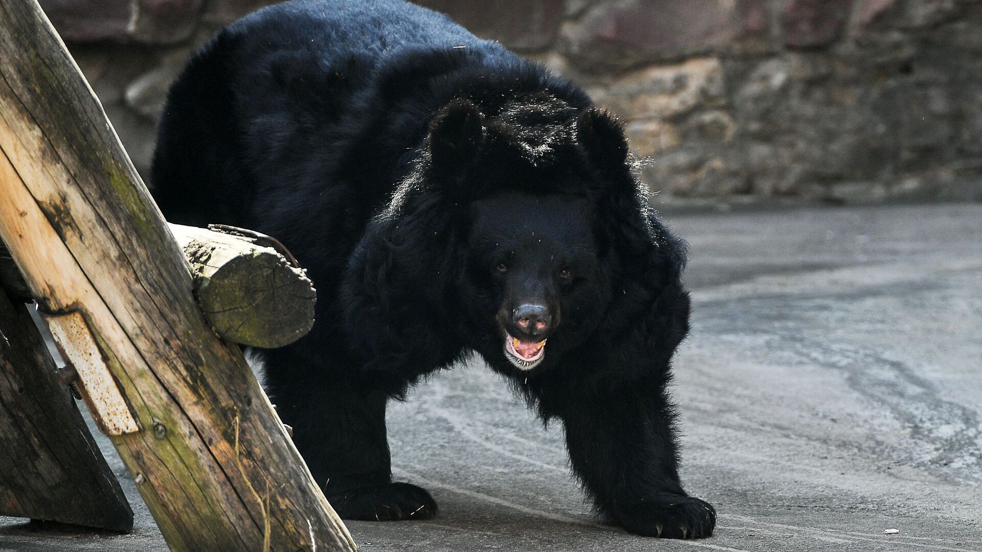 В приюте по Курском медведь пытался затащить в клетку сотрудницу