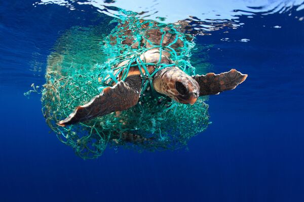 Eduardo Acevedo. Underwater Photographer of the Year 2019 Eduardo Acevedo. Underwater Photographer of the Year 2019