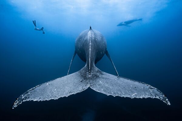 François Baelen. Underwater Photographer of the Year 2019 François Baelen. Underwater Photographer of the Year 2019
