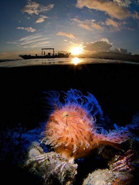 Enrico Somogyi. Underwater Photographer of the Year 2019 Enrico Somogyi. Underwater Photographer of the Year 2019