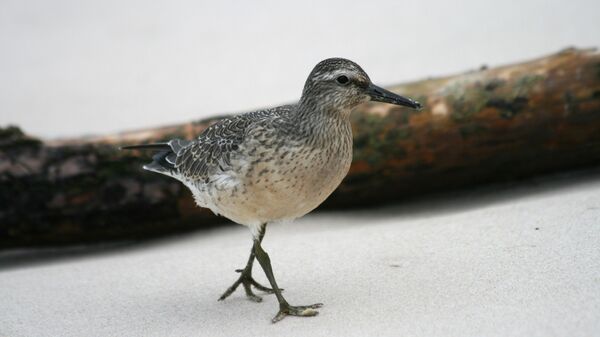 Исландский песочник (Calidris canutus) Исландский песочник (Calidris canutus)