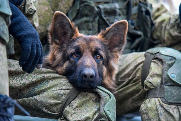 В Саранске состоится Четвертый слет студенческих поисковых отрядов В Саранске состоится Четвертый слет студенческих поисковых отрядов
