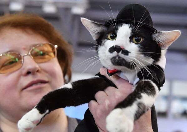 Кошка в костюме Чарли Чаплина участвует в конкурсе Кошка в одежке на выставке Кэтсбург Кошка в костюме Чарли Чаплина участвует в конкурсе Кошка в одежке на выставке Кэтсбург