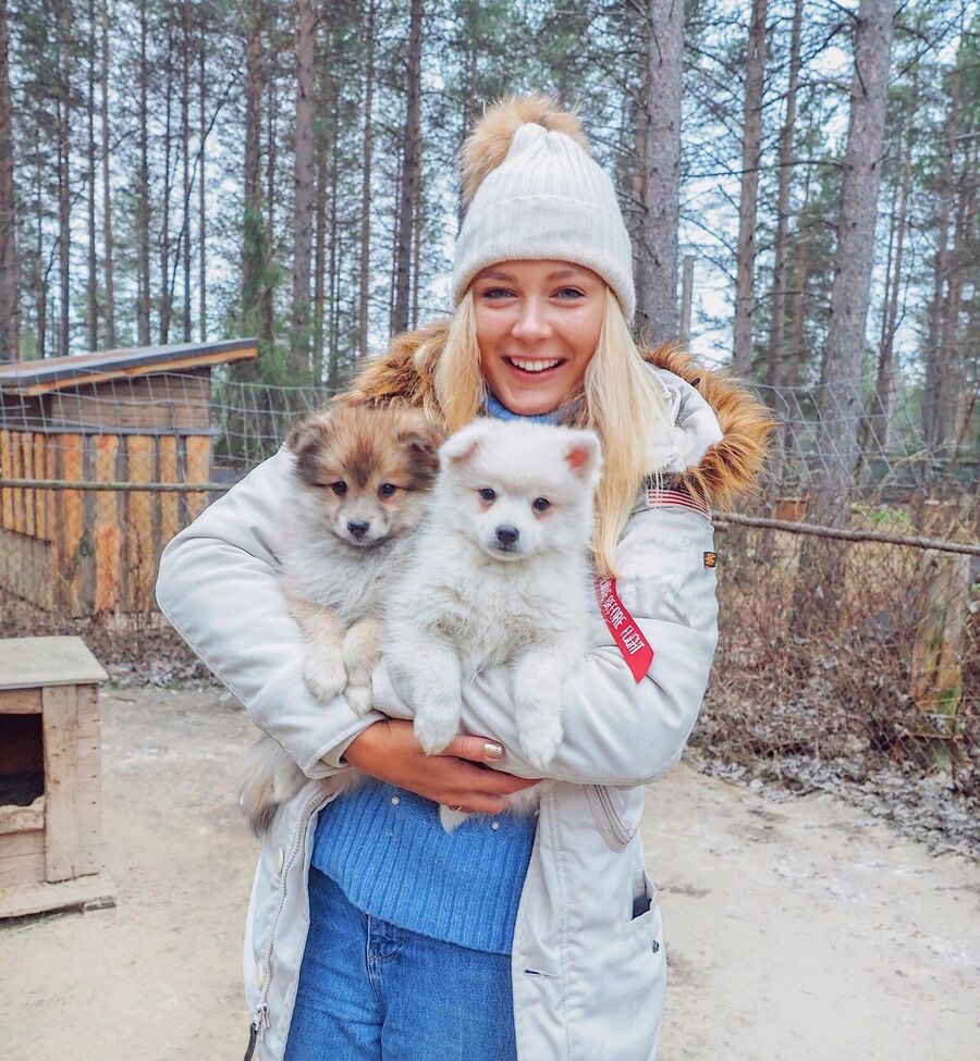 Хаски, Лапландия Хаски, Лапландия