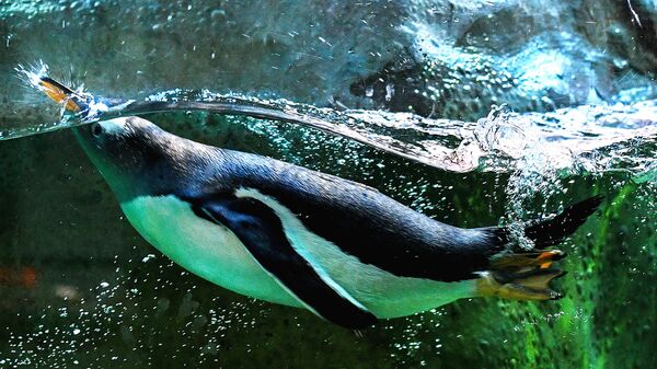 Пингвин в Московском зоопарке