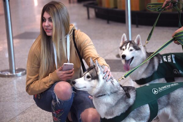 Девушка гладит собаку в аэропорту Домодедово Девушка гладит собаку в аэропорту Домодедово