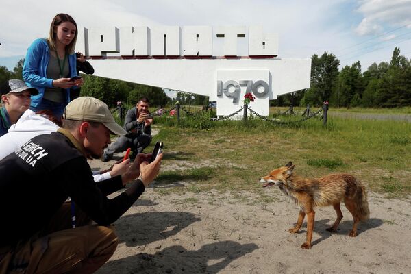 Люди фотографируют лису в заброшенном городе Припять, недалеко от Чернобыльской АЭС, Украина Люди фотографируют лису в заброшенном городе Припять, недалеко от Чернобыльской АЭС, Украина