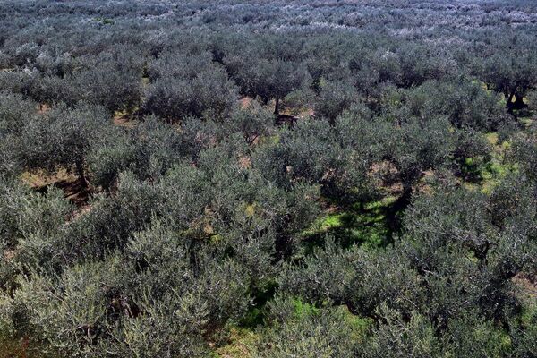 Плантация оливковых деревьев 