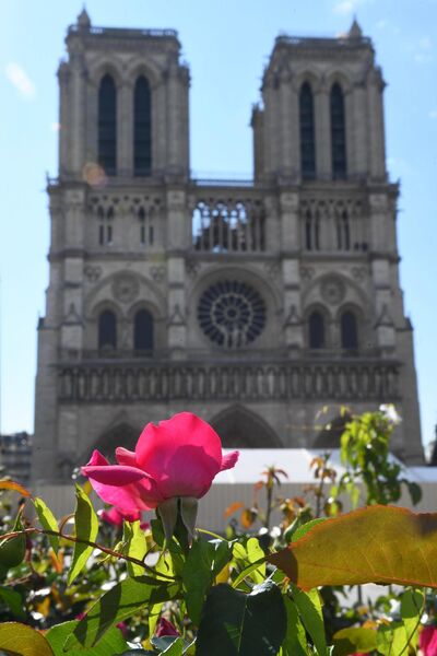 Цветущаю роза перед Собором Парижской Богоматери (Notre Dame de Paris) в Париже Цветущаю роза перед Собором Парижской Богоматери (Notre Dame de Paris) в Париже