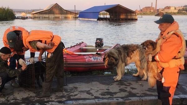 Сотрудники МЧС и кинологи питомника К-9 эвакуируют собак из зоны паводка в городе Тулуне. 30 июня 2019