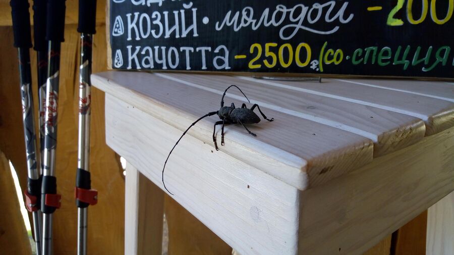 Жук возле меню на хуторе Жук возле меню на хуторе