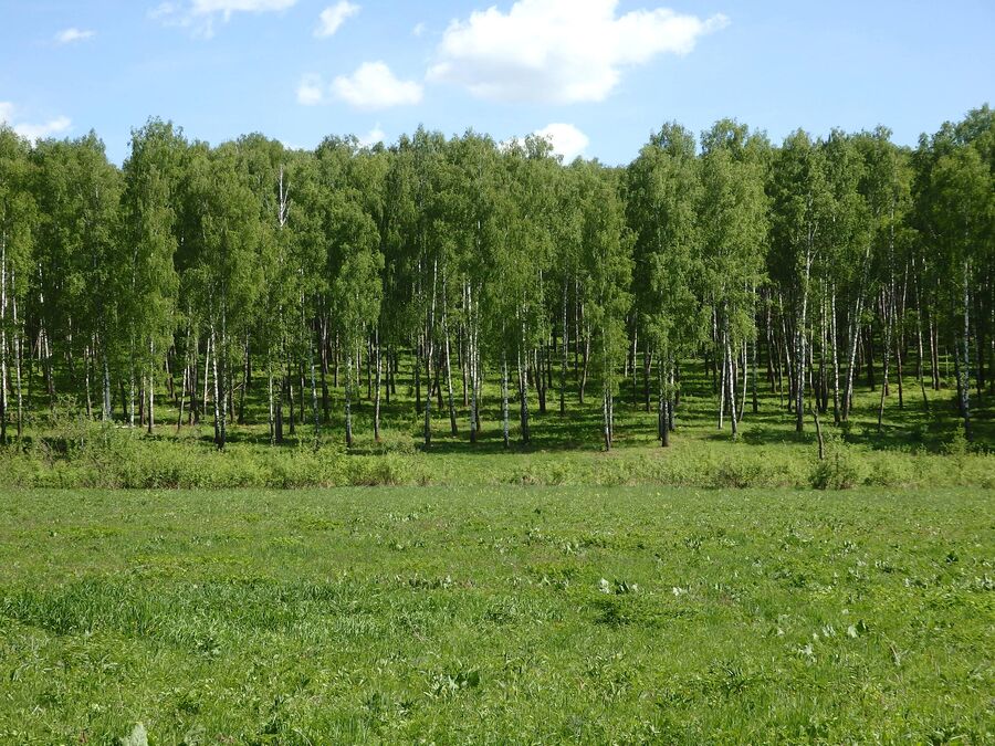 Калинов луг Калинов луг