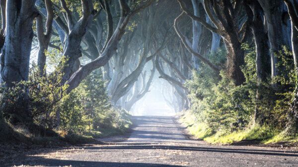 Буковая аллея The Dark Hedges, где снимали Игру престолов. Белфаст, Северная Ирландия. Буковая аллея The Dark Hedges, где снимали Игру престолов. Белфаст, Северная Ирландия.