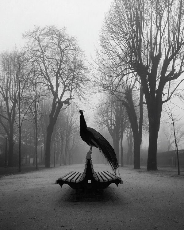 Работа фотографа Diogo Lage. Конкурс мобильной фотографии iPhone Photography Awards 2019 Работа фотографа Diogo Lage. Конкурс мобильной фотографии iPhone Photography Awards 2019