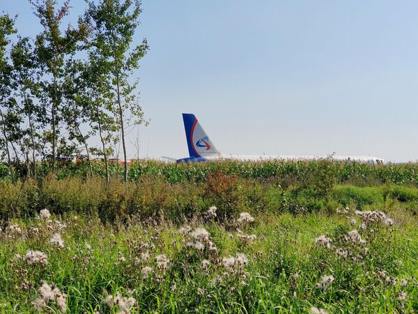 Самолет Airbus А-321 авиакомпании Уральские авиалинии после вынужденной посадки в Жуковском Самолет Airbus А-321 авиакомпании Уральские авиалинии после вынужденной посадки в Жуковском