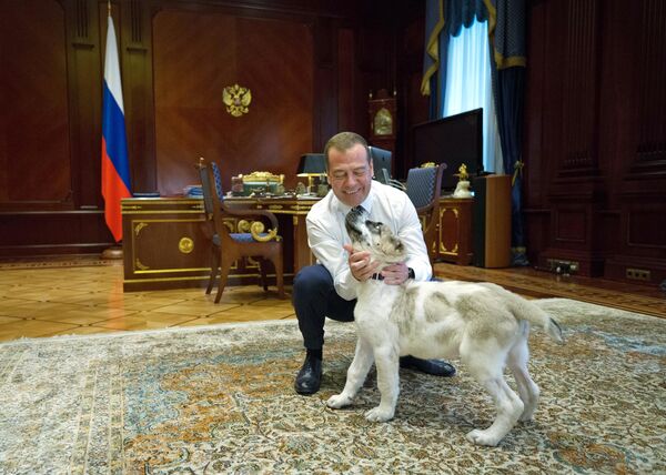Председатель правительства РФ Дмитрий Медведев и щенок пятнистого алабая по кличке Айк в резиденции Горки Председатель правительства РФ Дмитрий Медведев и щенок пятнистого алабая по кличке Айк в резиденции Горки