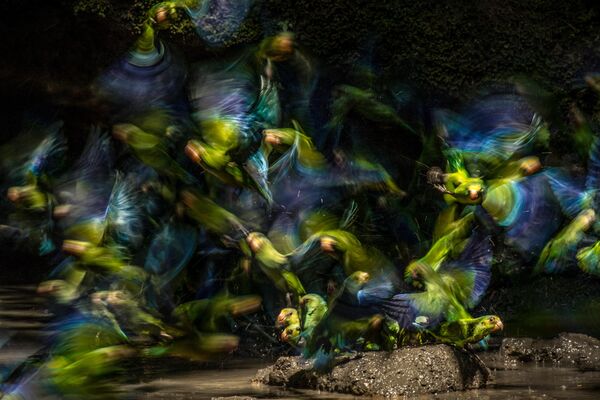 Работа фотографа Liron Gertsman, занявшая третье место в категории Птицы в полете в фотоконкурсе Bird Photographer of the Year 2019 Работа фотографа Liron Gertsman, занявшая третье место в категории Птицы в полете в фотоконкурсе Bird Photographer of the Year 2019