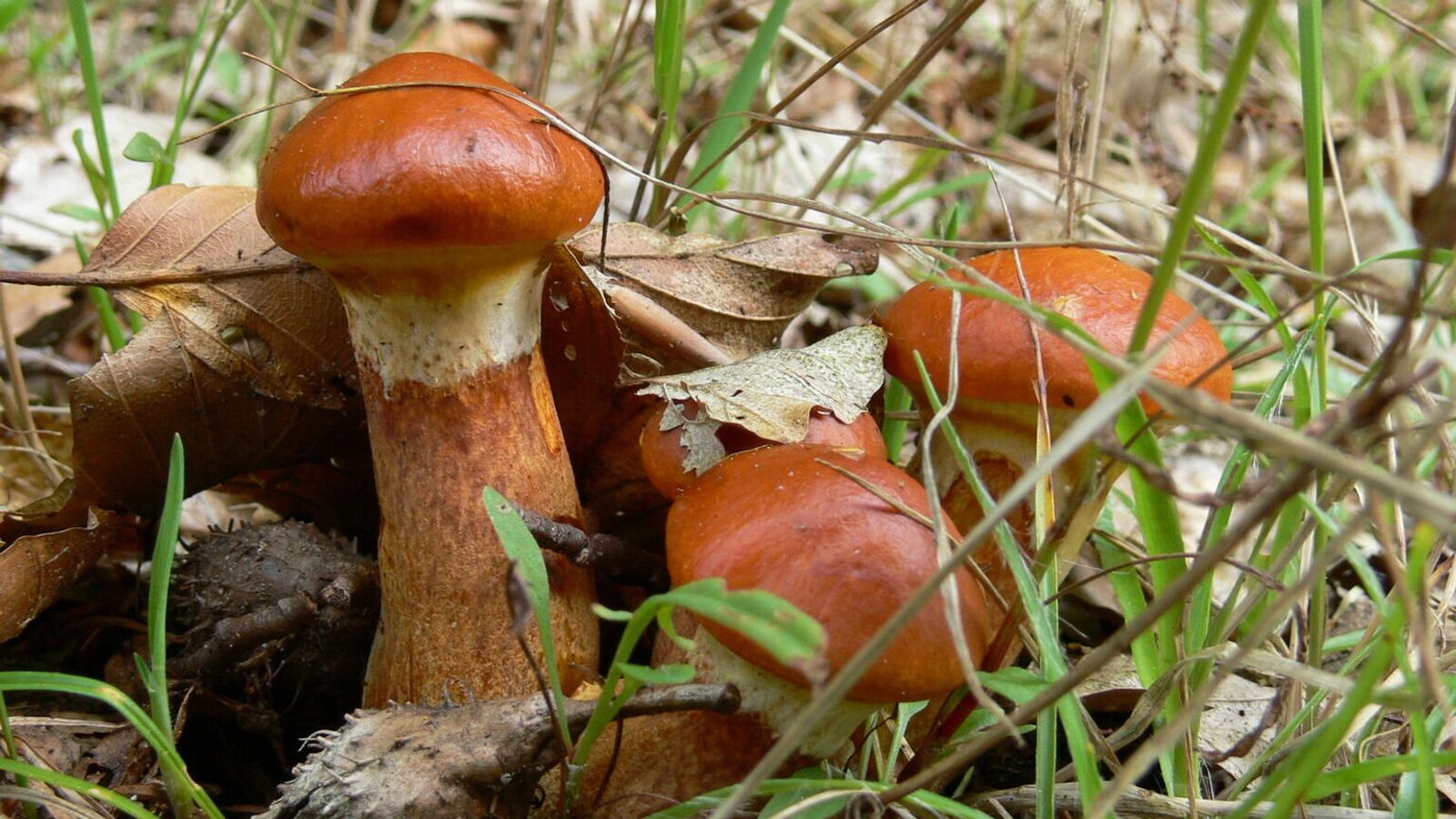 Маслёнок рубиновый (Suillus rubinus)