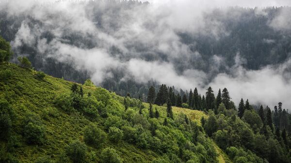 Вид из кабины канатной дороги на склоны гор, поросшие лесом, на горном курорте Роза хутор в Красной поляне Вид из кабины канатной дороги на склоны гор, поросшие лесом, на горном курорте Роза хутор в Красной поляне
