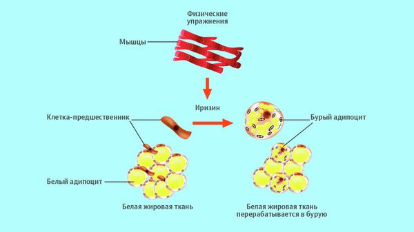 Превращение белого жира в бурый Превращение белого жира в бурый