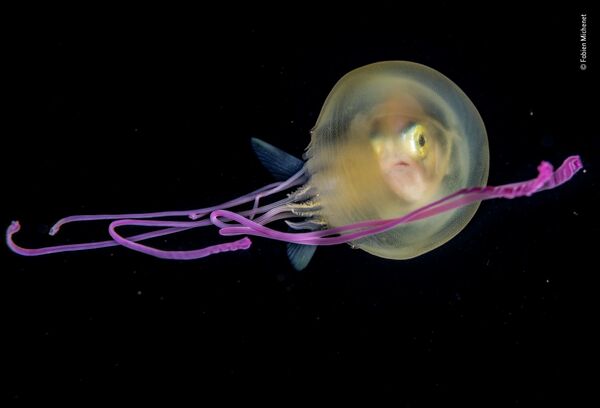 Fabien Michenet. Работа участника конкурса Wildlife Photographer of the Year 2019 Fabien Michenet. Работа участника конкурса Wildlife Photographer of the Year 2019