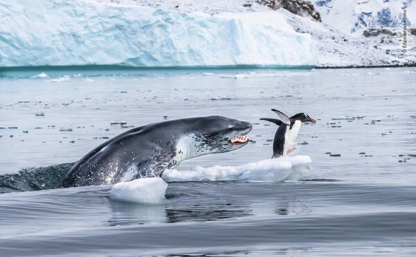 Eduardo Del Álamo. Работа участника конкурса Wildlife Photographer of the Year 2019 Eduardo Del Álamo. Работа участника конкурса Wildlife Photographer of the Year 2019