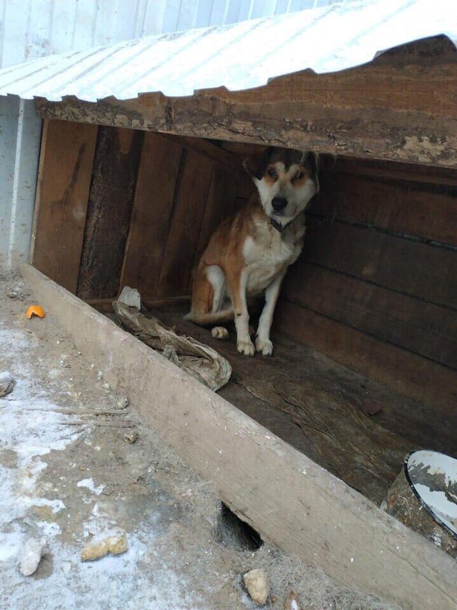 Собака, выжившая в приюте Дружок в Амурской обалсти Собака, выжившая в приюте Дружок в Амурской обалсти