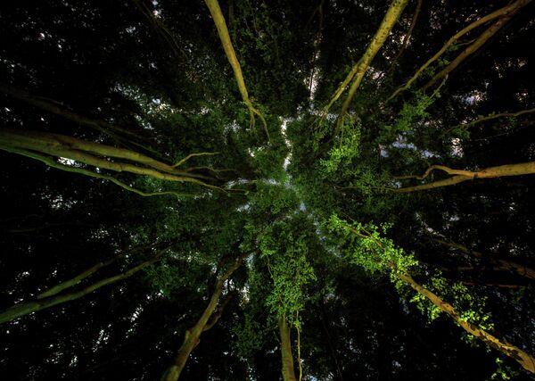 Ian Wade. Работа финалиста конкурса Environmental Photographer of the Year 2019 Ian Wade. Работа финалиста конкурса Environmental Photographer of the Year 2019