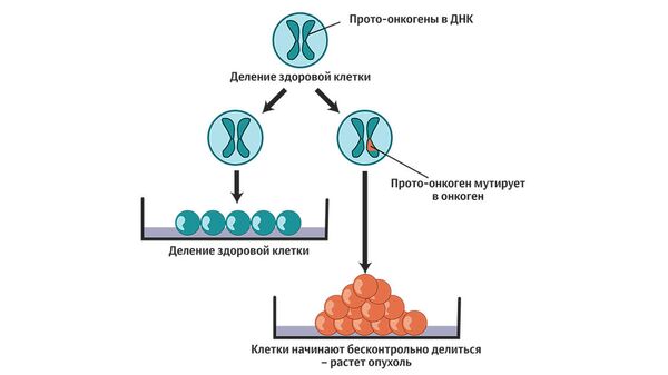 Онкогены в ДНК вызывают рак Онкогены в ДНК вызывают рак