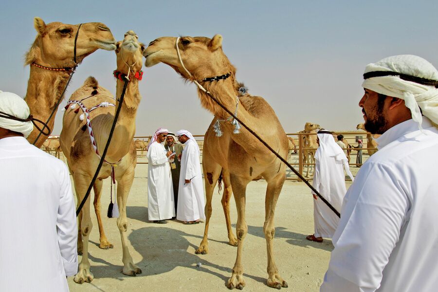 Фестиваль верблюдов Аль-Дафра в Абу-Даби