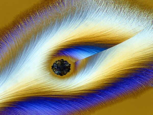 Karl Deckart. Работа победителя конкурса фотомикрографии 2019 Nikon’s Small World Karl Deckart. Работа победителя конкурса фотомикрографии 2019 Nikon’s Small World