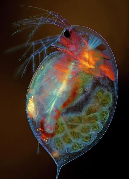 Marek Miś. Работа победителя конкурса фотомикрографии 2019 Nikon’s Small World Marek Miś. Работа победителя конкурса фотомикрографии 2019 Nikon’s Small World