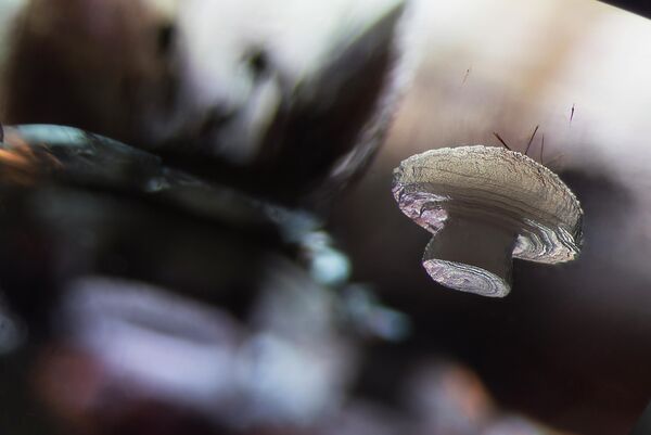 E. Billie Hughes. Работа победителя конкурса фотомикрографии 2019 Nikon’s Small World E. Billie Hughes. Работа победителя конкурса фотомикрографии 2019 Nikon’s Small World