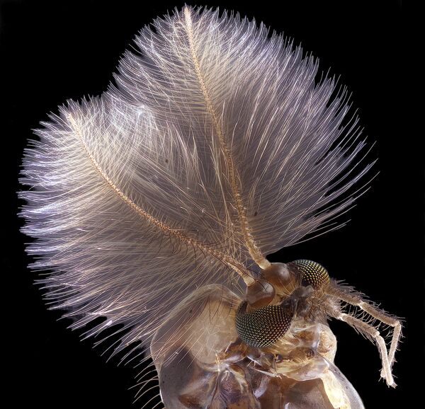Jan Rosenboom. Работа победителя конкурса фотомикрографии 2019 Nikon’s Small World Jan Rosenboom. Работа победителя конкурса фотомикрографии 2019 Nikon’s Small World