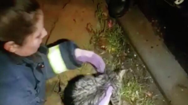 Сотрудники добровольной организации СпасРезерв во время спасения котенка из отверстия столба Сотрудники добровольной организации СпасРезерв во время спасения котенка из отверстия столба
