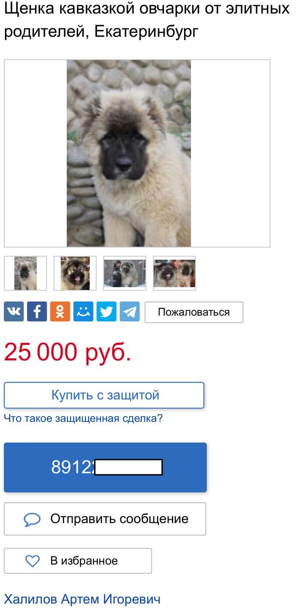 Объявление о продаже щенков с указанием номера телефона Халилова Объявление о продаже щенков с указанием номера телефона Халилова