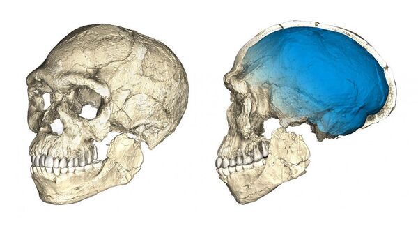 Реконструкция черепа древнего Homo sapiens Реконструкция черепа древнего Homo sapiens