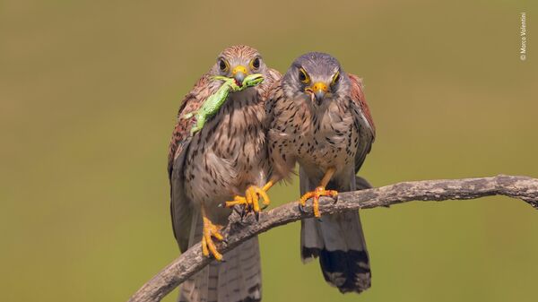 Marco Valentini. Шортлист Wildlife Photographer of the Year LUMIX People's Choice Award Marco Valentini. Шортлист Wildlife Photographer of the Year LUMIX People's Choice Award