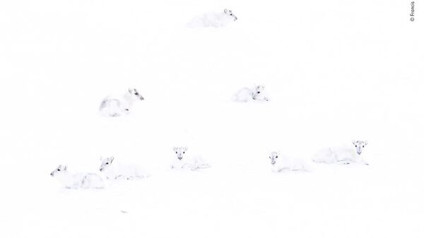 Francis De Andres. Шортлист Wildlife Photographer of the Year LUMIX People's Choice Award Francis De Andres. Шортлист Wildlife Photographer of the Year LUMIX People's Choice Award