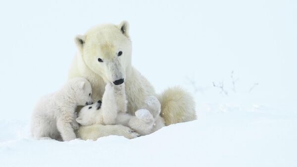 Steve Levi. Шортлист Wildlife Photographer of the Year LUMIX People's Choice Award Steve Levi. Шортлист Wildlife Photographer of the Year LUMIX People's Choice Award