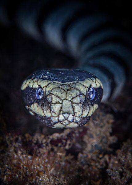 Dave Johnson. Работа победителя конкурса 2019 Ocean Art Underwater Photo Competition Dave Johnson. Работа победителя конкурса 2019 Ocean Art Underwater Photo Competition