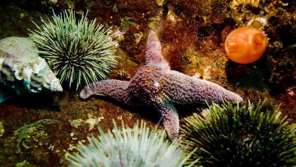Морская звезда и морские ежи Морская звезда и морские ежи