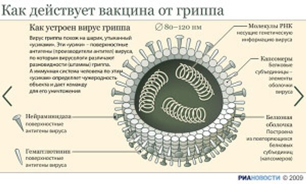 Как действует вакцина Как действует вакцина