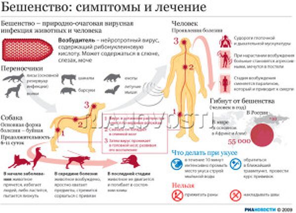 Бешенство: симптомы и лечение Бешенство: симптомы и лечение