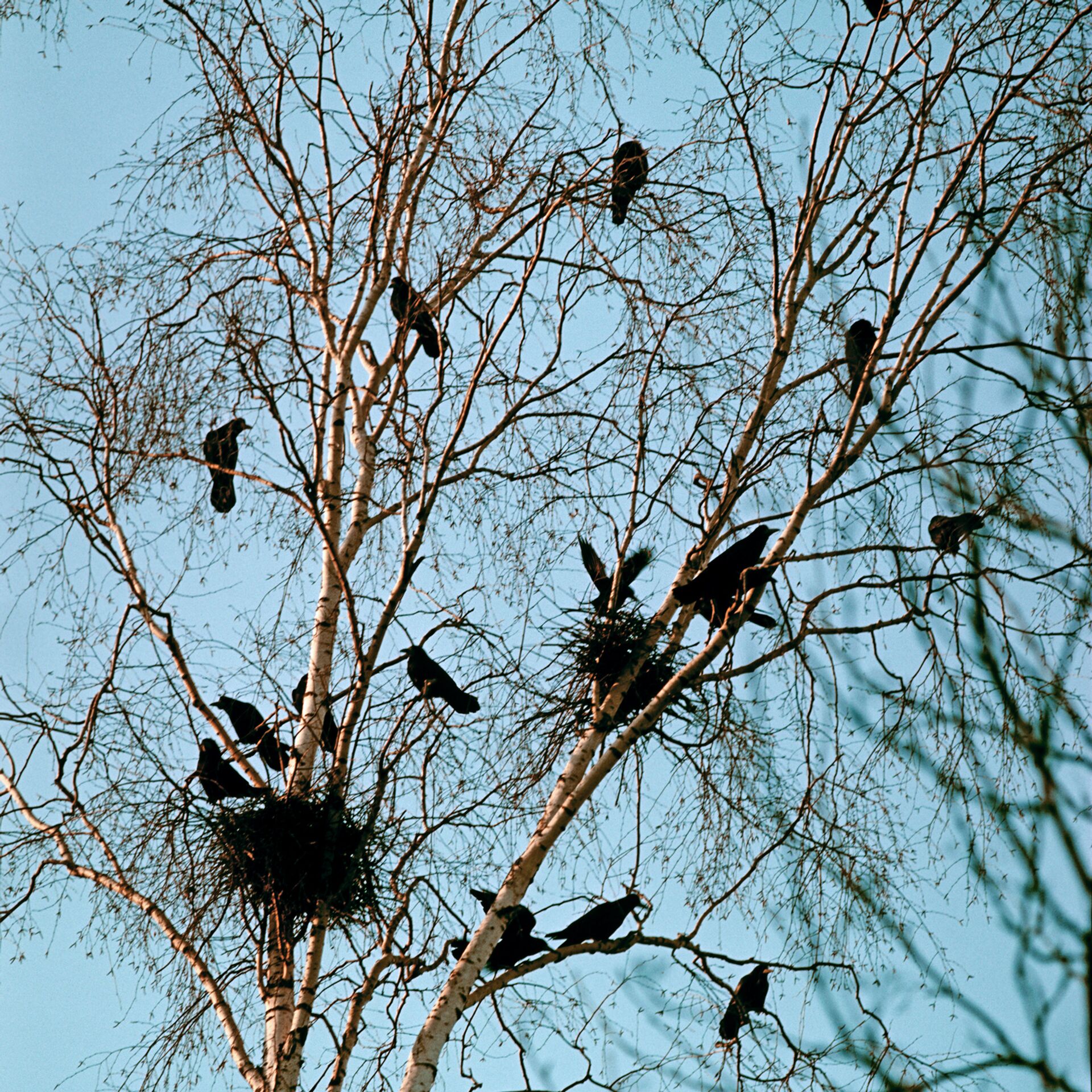 Сколько птиц сидит на дереве. Гнездо Грача. Грачи вьют гнезда. Грачи вьют гнезда на деревьях.