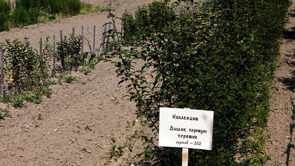 Павловская опытная станция. Архив Павловская опытная станция. Архив